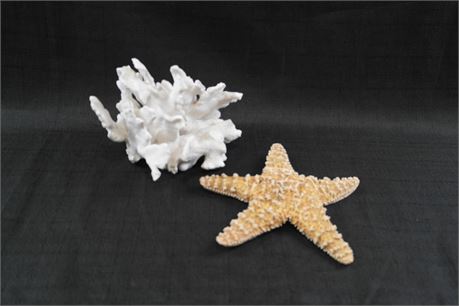 Simulated Coral and Real Starfish Decorative 2 Pieces